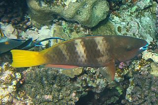 Scarus ferrugineus - Rostkopf-Papageifisch (Rost-Papageienfisch, Rostnacken-Papageifisch, Rostpapageifisch)